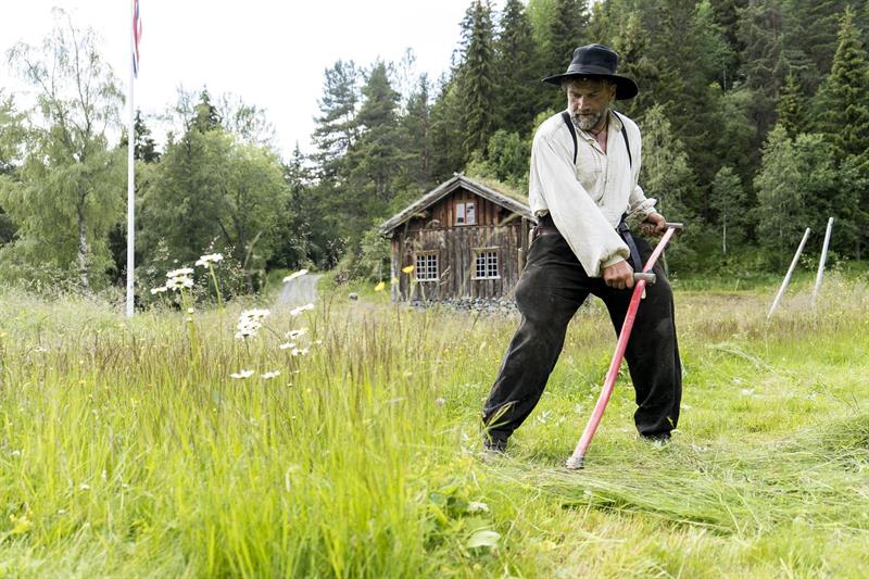 Museumsbonden slår gras med ljå (langorv) på Vest-Telemark museum Eidsborg.
