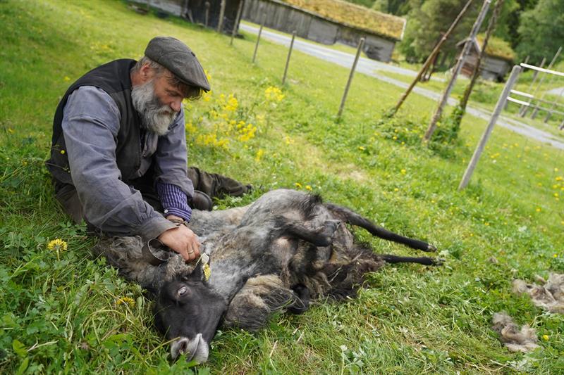 Klypping av sau på Vest-Telemark museum Eidsborg