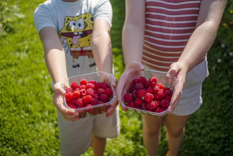Plakat Hva skal til for å bli lokalmatprodusent?