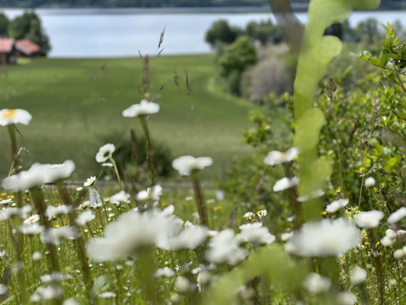 Plakat Kurs: Skjøtsel av blomstereng