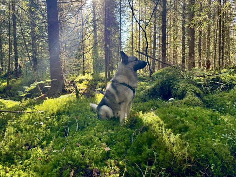 Plakat Førstehjelp for hundeeiere