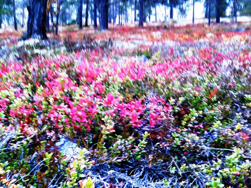 Plakat Danseaften på Helsetunet