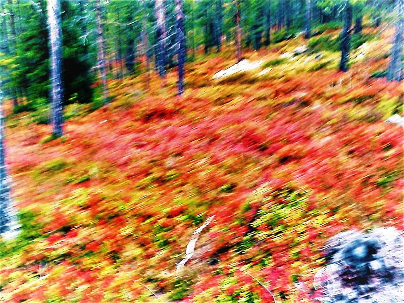 Plakat Danseaften på Løten helsetun