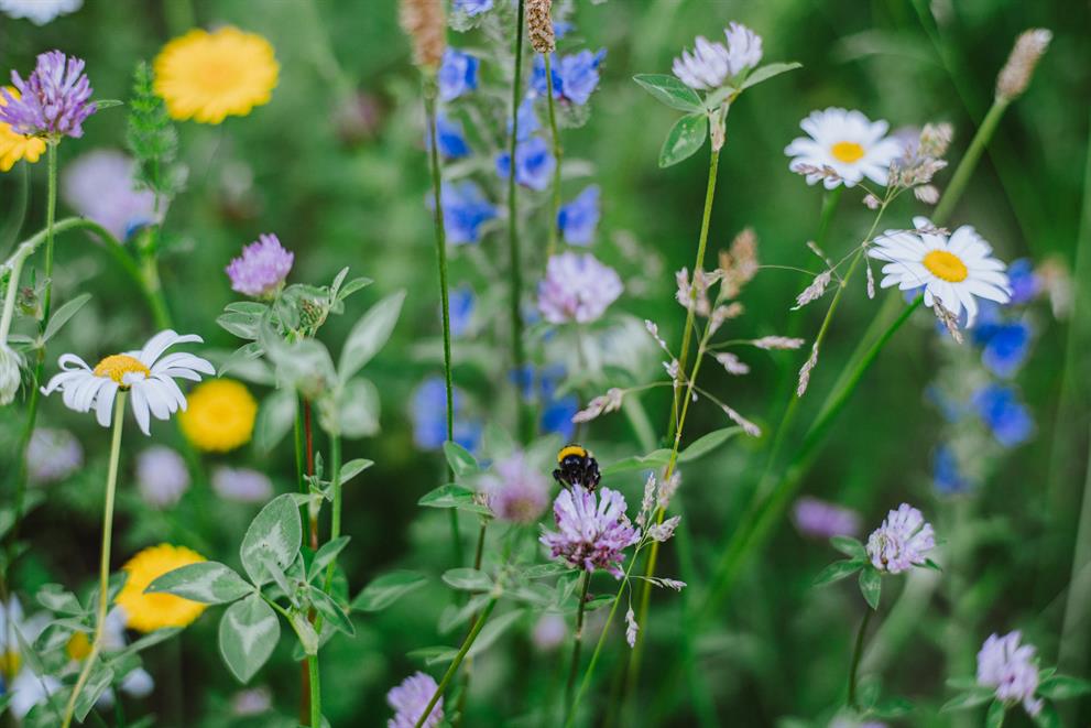 Engblomster i full blomst og ei humle som surrer rundt, slik vi ønsker blomsterenga i museumsparken skal bli.