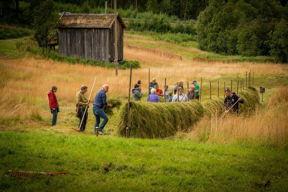 Slåtte på Roparneset