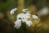 Nahaufnahme von weißen Wildblumen mit mehreren Insekten vor einem weich verschwommenen grün-goldenen Hintergrund.
