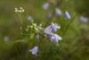 Nahaufnahme von zarten violetten Glockenblumen und kleinen weißen Wildblumen vor einem weichen grünen Hintergrund.