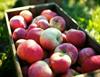 The Fruit Launch 2026