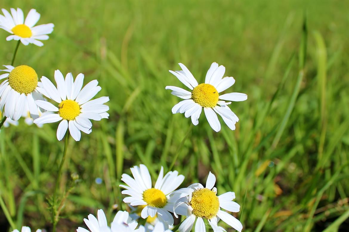 Smörblommor Karlberg