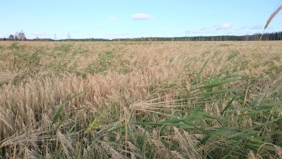 A barley field along Solanderleden