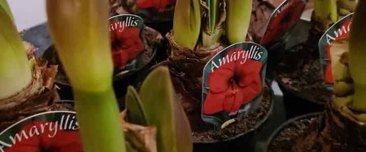 Amaryllis