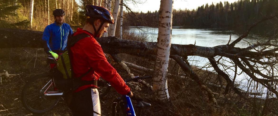 Ambitious beaver temporarily blocks the trail in Sikfors
