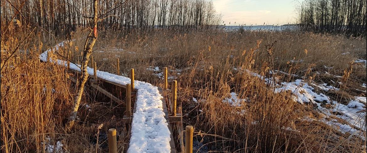 Den upphöjda spången över det blöta vassområdet ger möjligheter att hitta nya platser i Sandängesstrandens naturreservat.