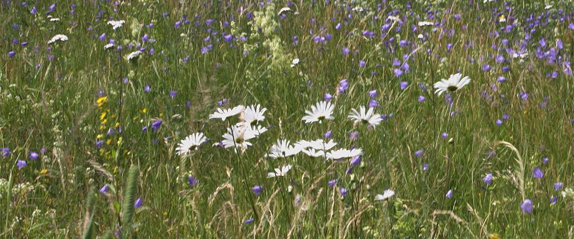 Resultat av flitig slåtter