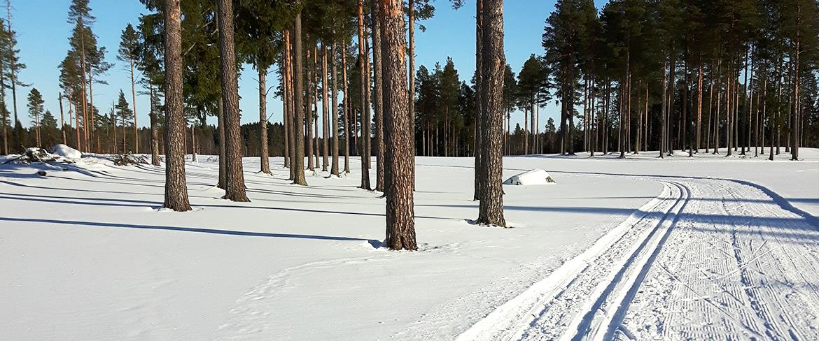 Golfen skidspår Piteå 1177x488