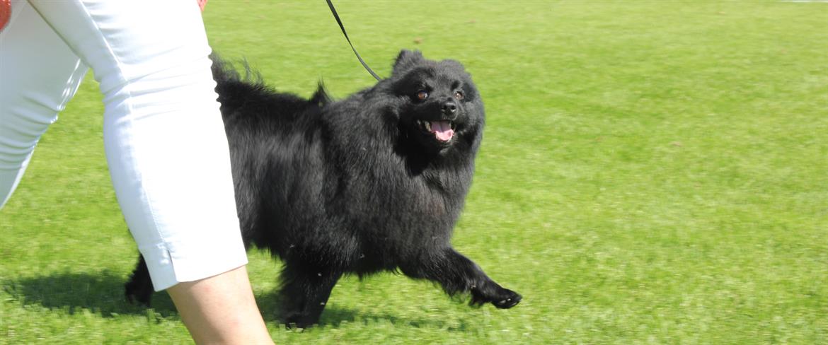 The dog Hero at a dogshow