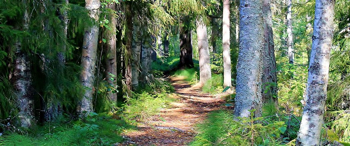 Strövstig i skog