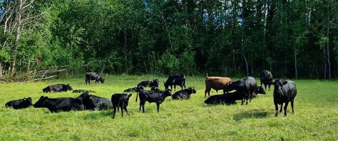 Kor på grönbete i Sikfors