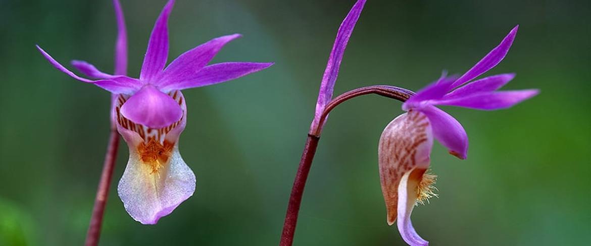 Norna en sällsynt orkidé och blommar i Piteå