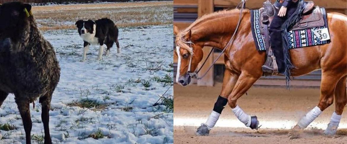 Pite Westernryttare och vallhund