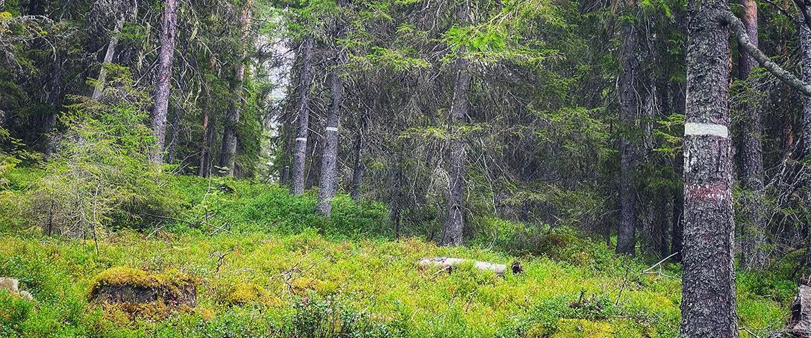 The forest around Lustgården trail