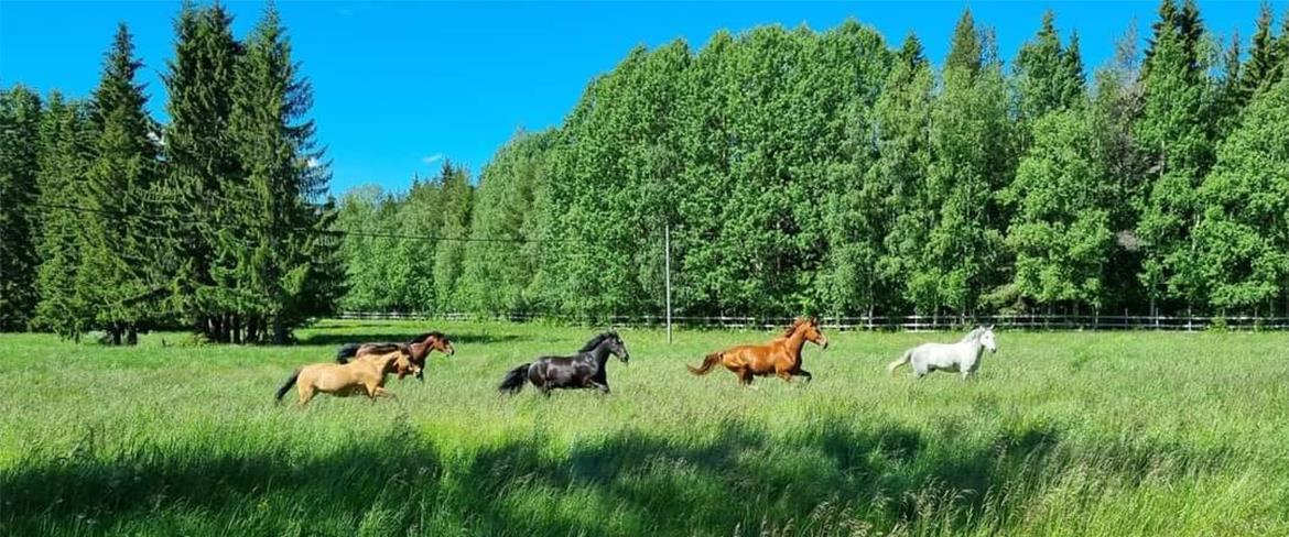 Sommarbete Piteå Ridklubbs hästar
