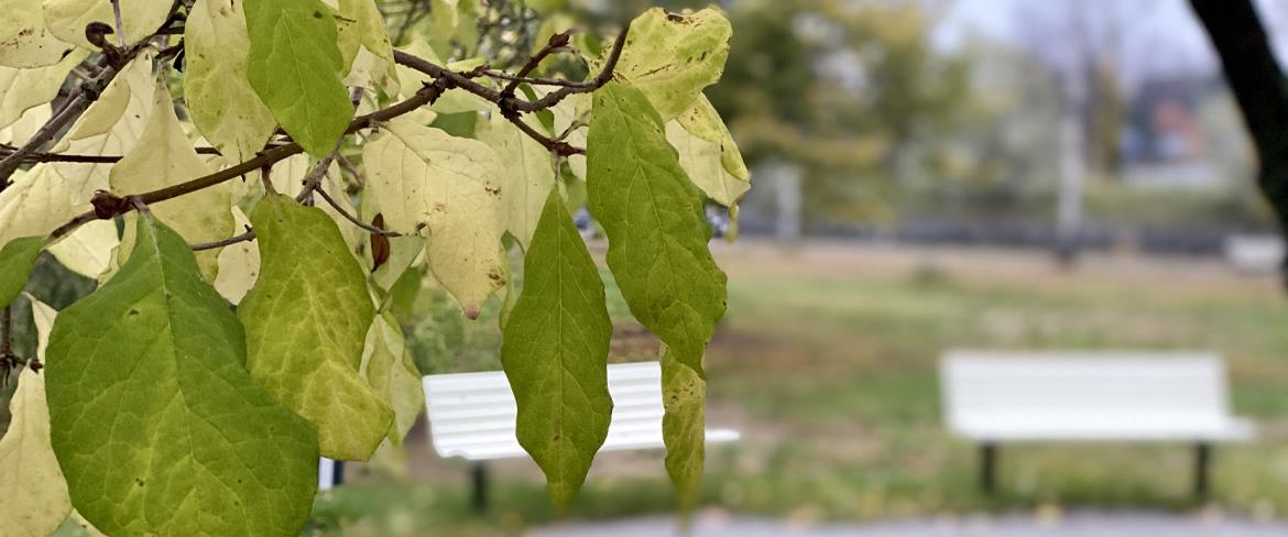 Stadsparken 1170x488