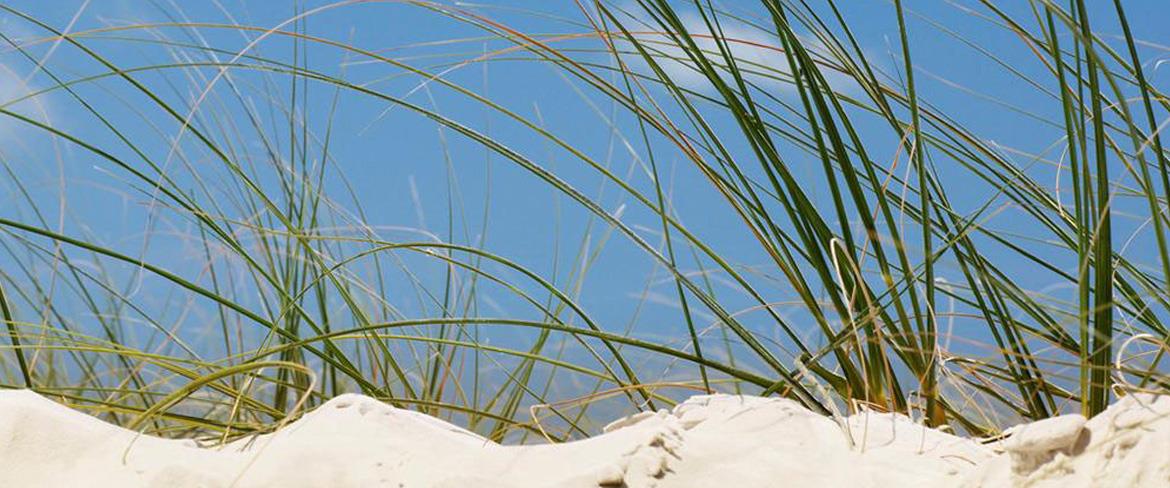 Strandgräs