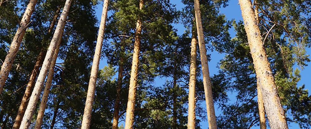 Tallskog