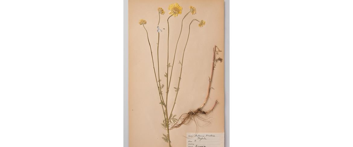 Herbarium