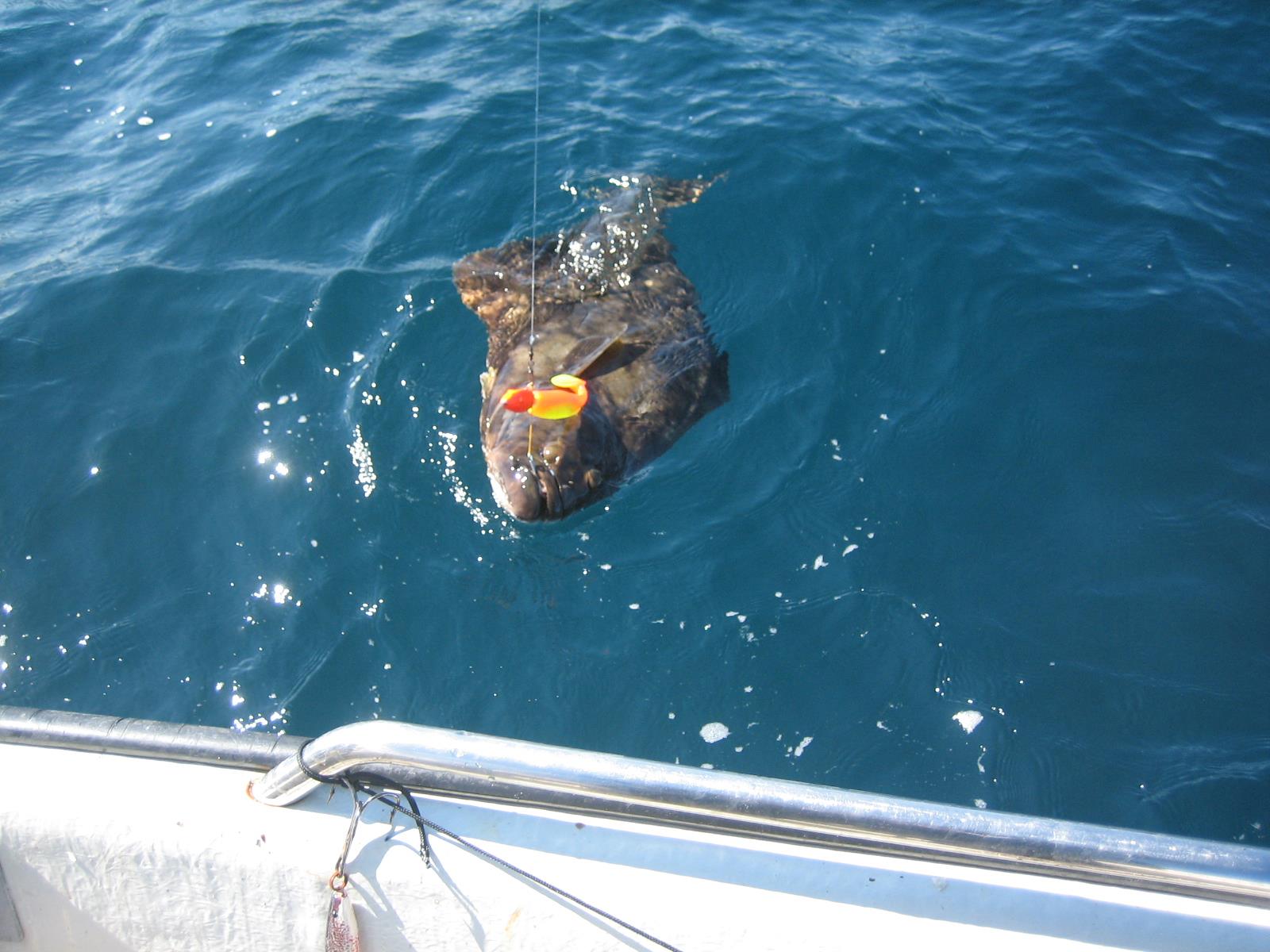 Deep-sea fishing at Hasvåg Fritid