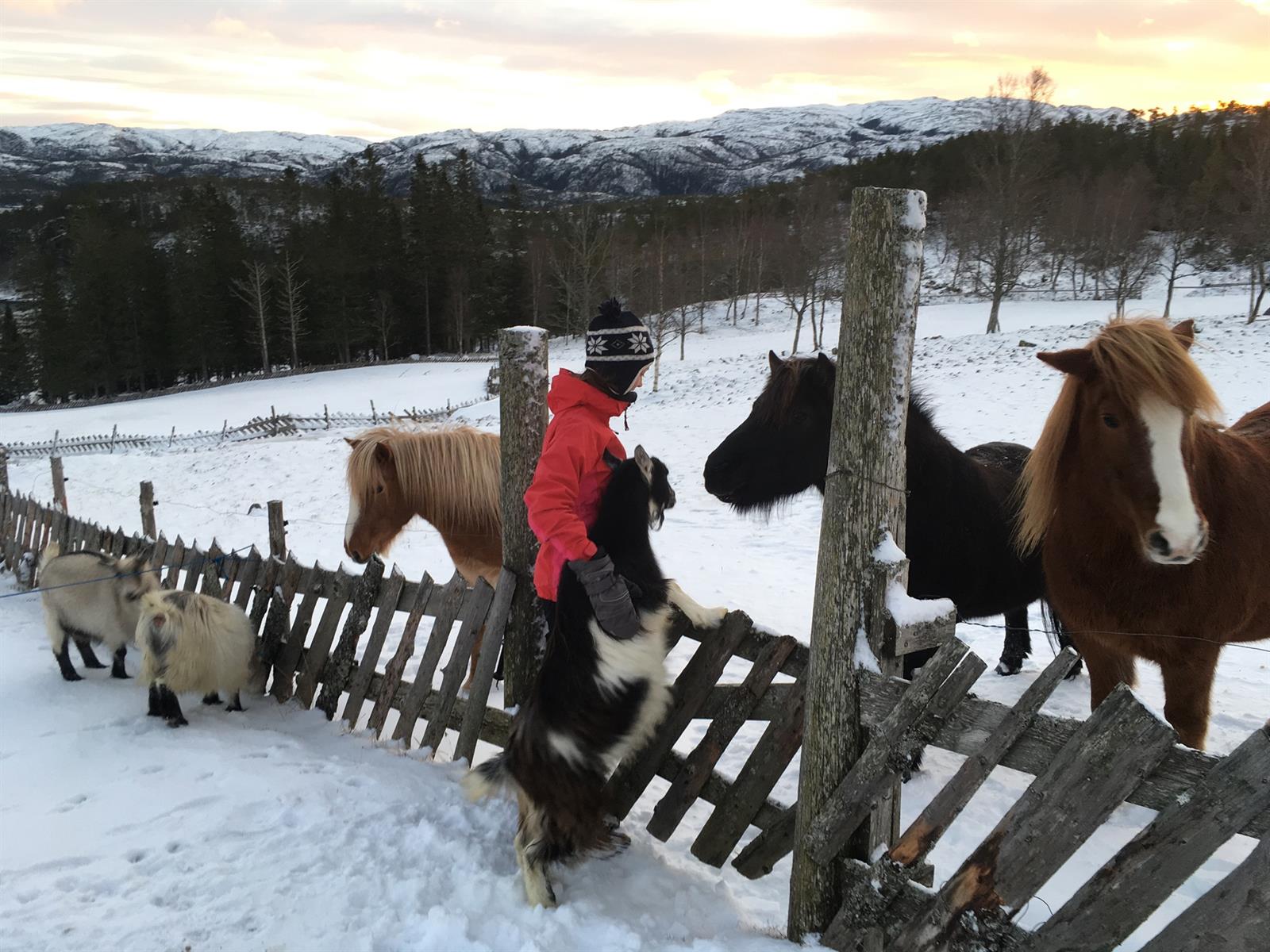 Vinterferie ved Setran Opplevelsesgård