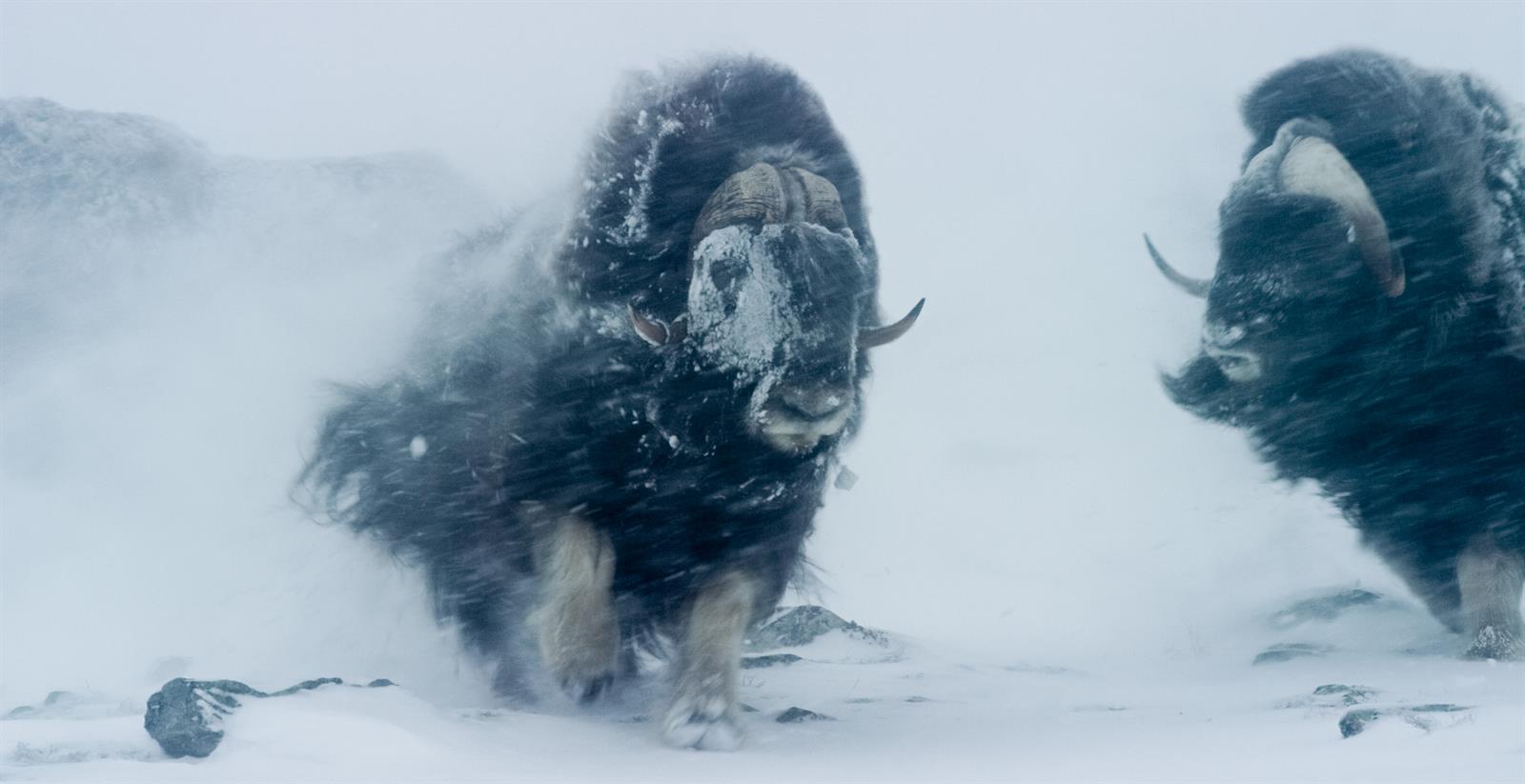 Skal hilse fra naturen