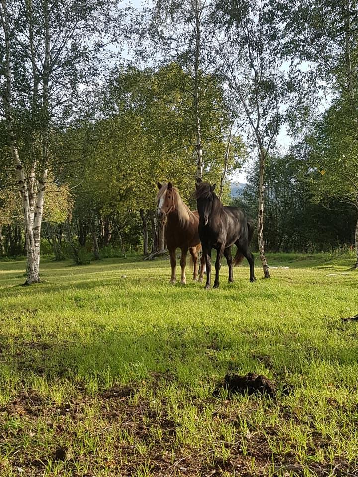 Hesteridning ved Jørum Gård