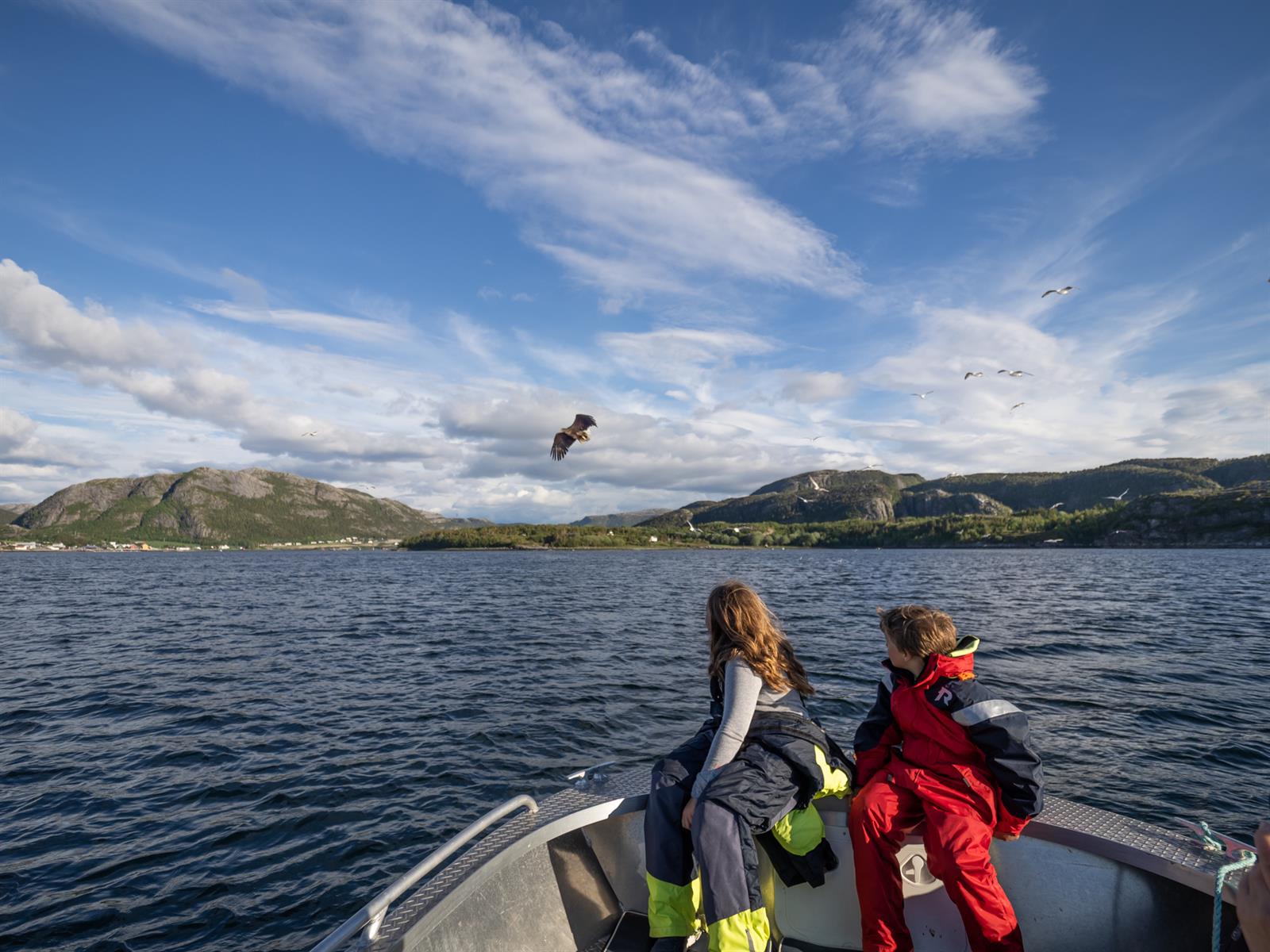 Ørnesafari i Flatangers skjærgård