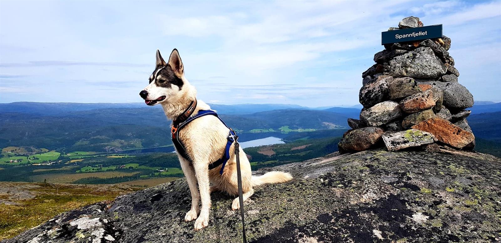 Turforslag: Spannfjellet 474 moh. (inkl. Vigdisvarden)