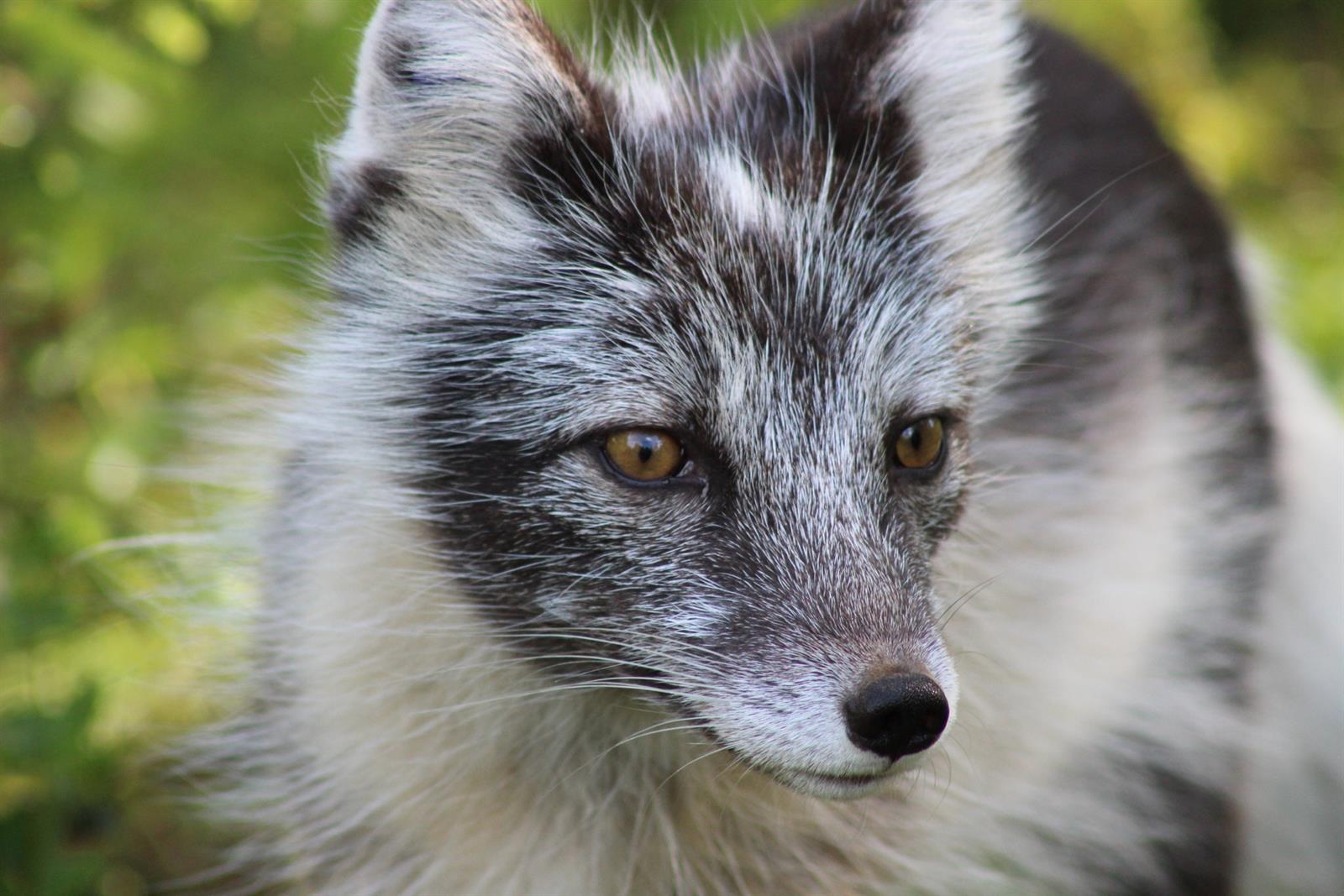 Visit Børgefjell - Arctic Fox Center