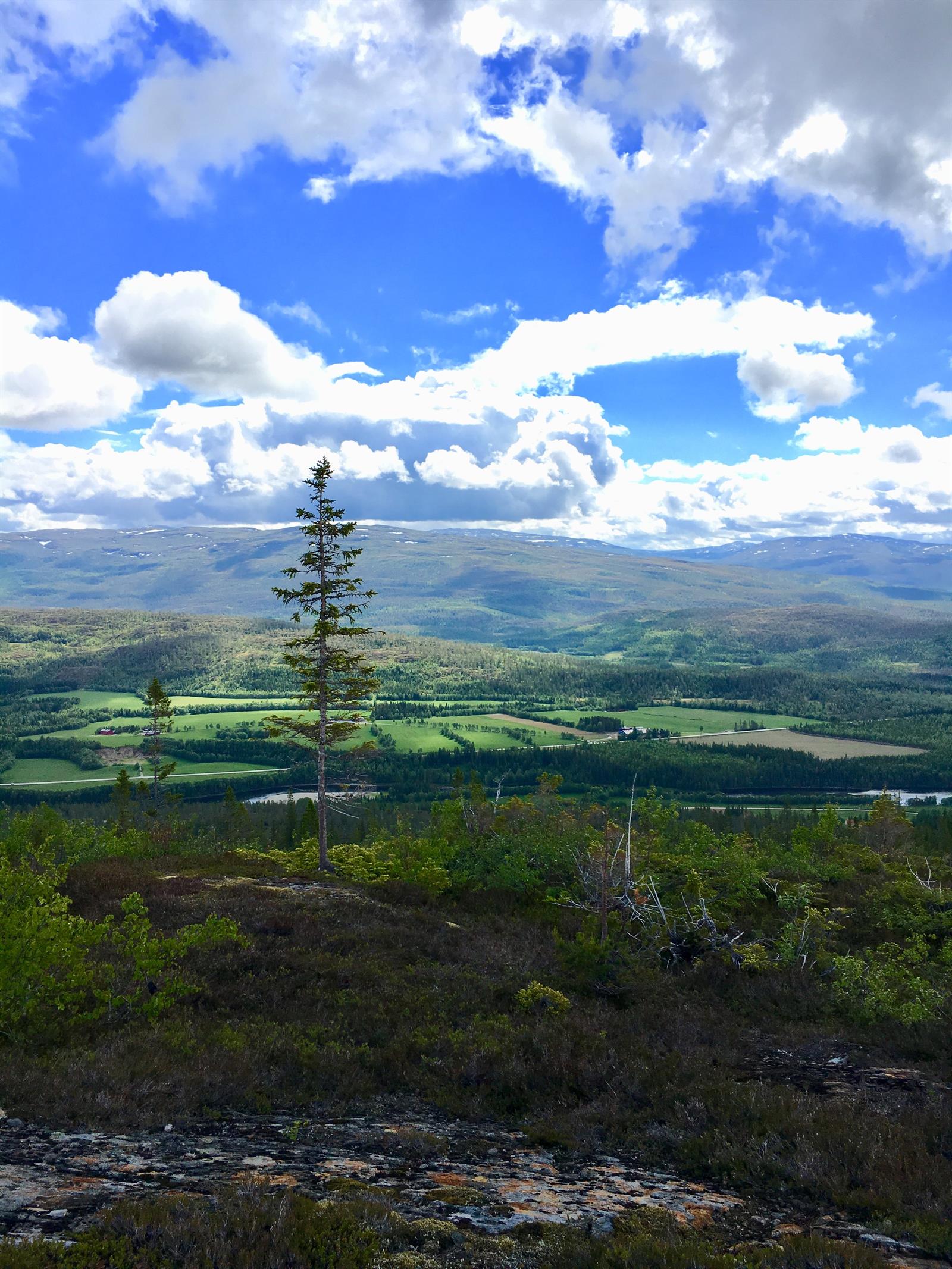Turforslag: Lindsetmofjellet 462 moh.