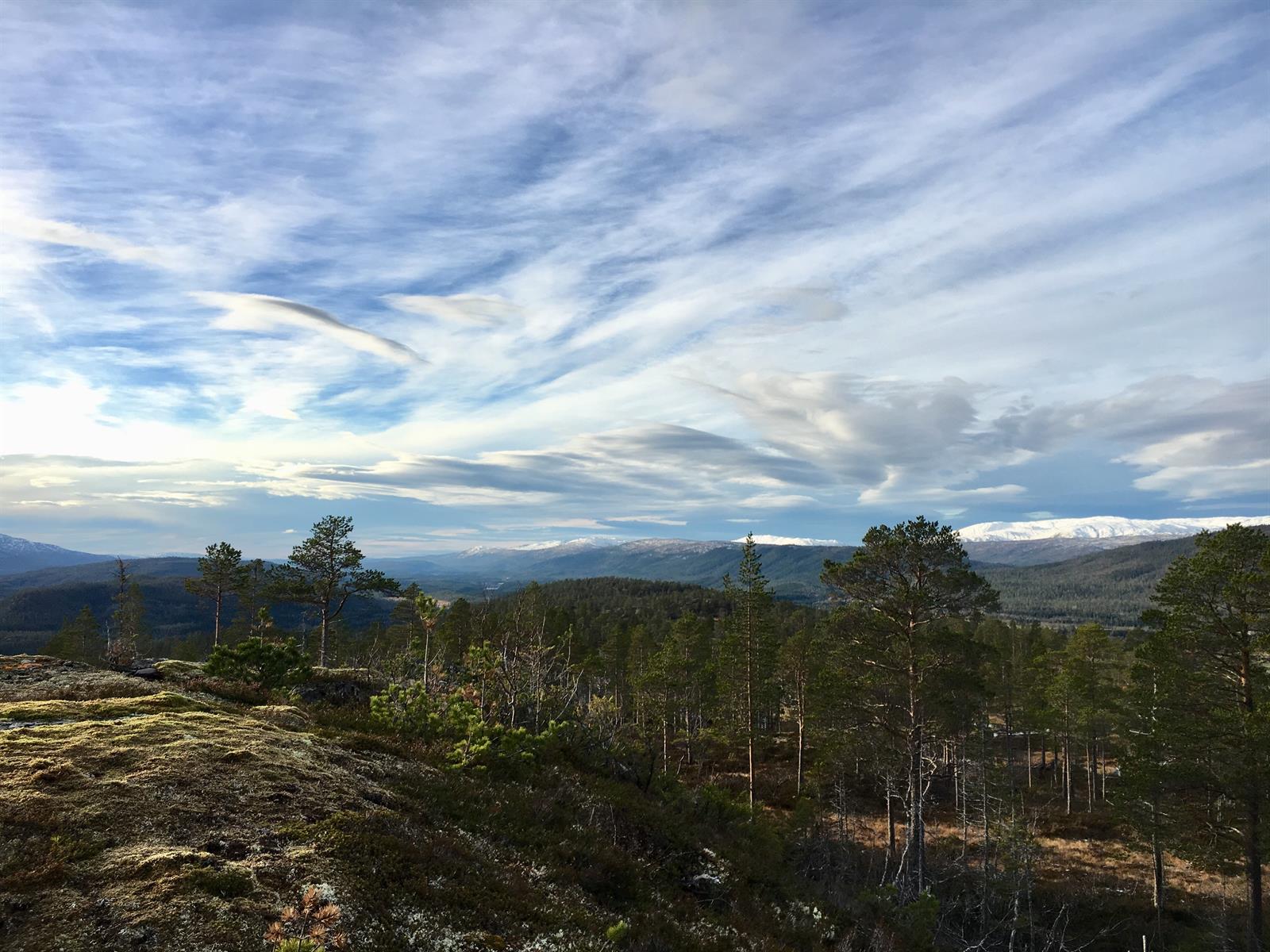 Turforslag: Tunnsjøåsen 344 moh.