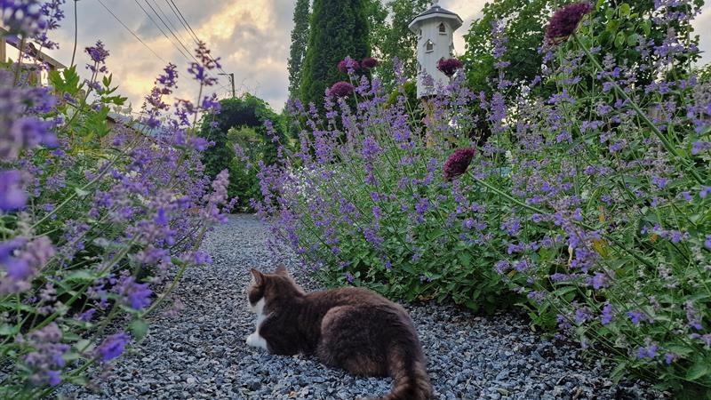 Open garden & cafe