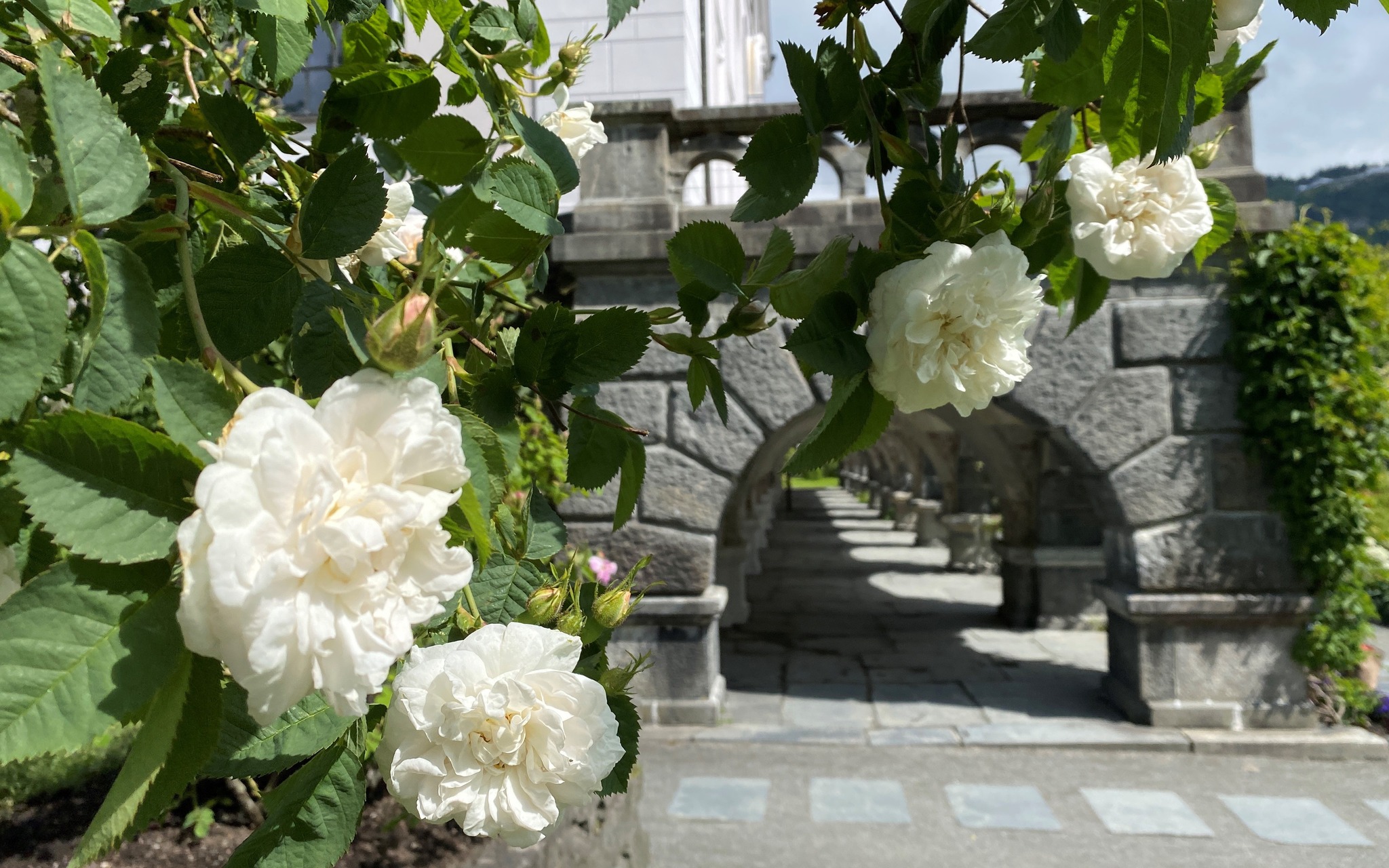 The Museums garden - Fjord Norway