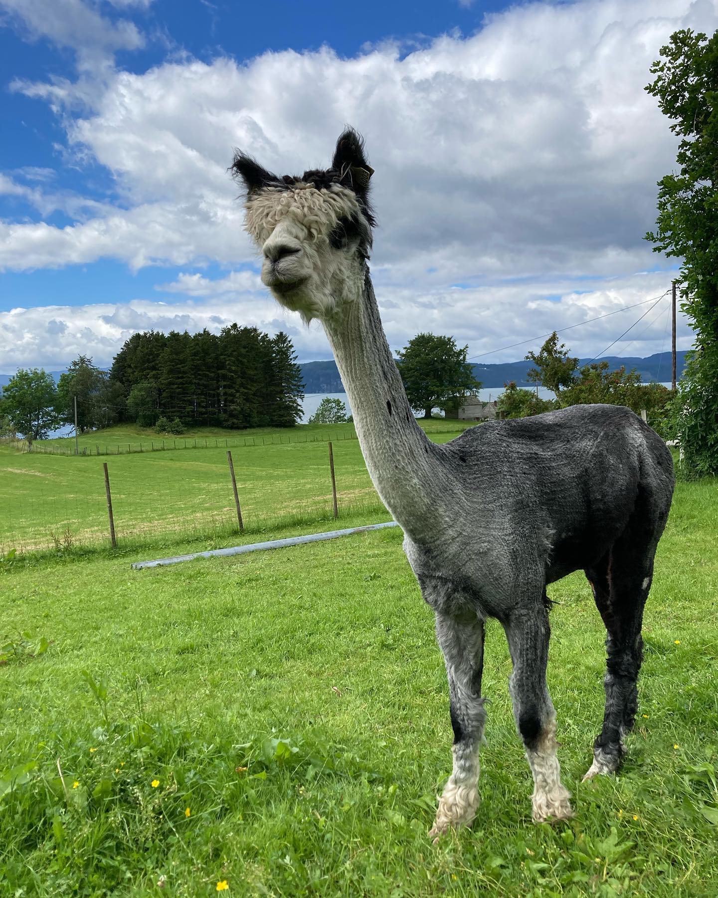 Alpaca walking and farm visit