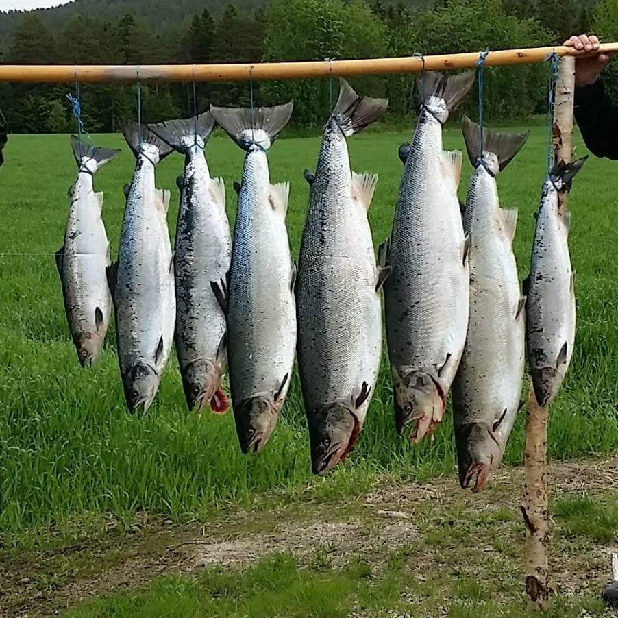Salmon Fishing Norway