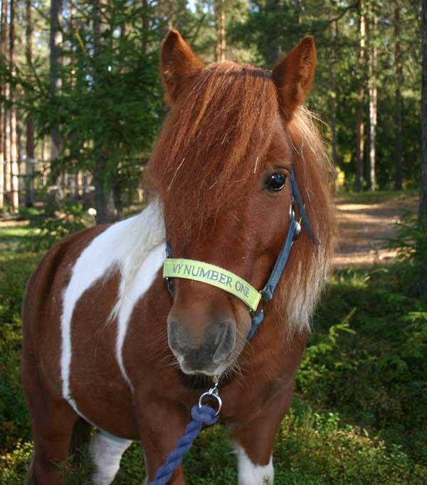 Ponny Piteå Ridklubb