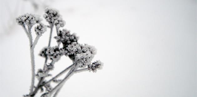 Växt med frost, Piteå kommun