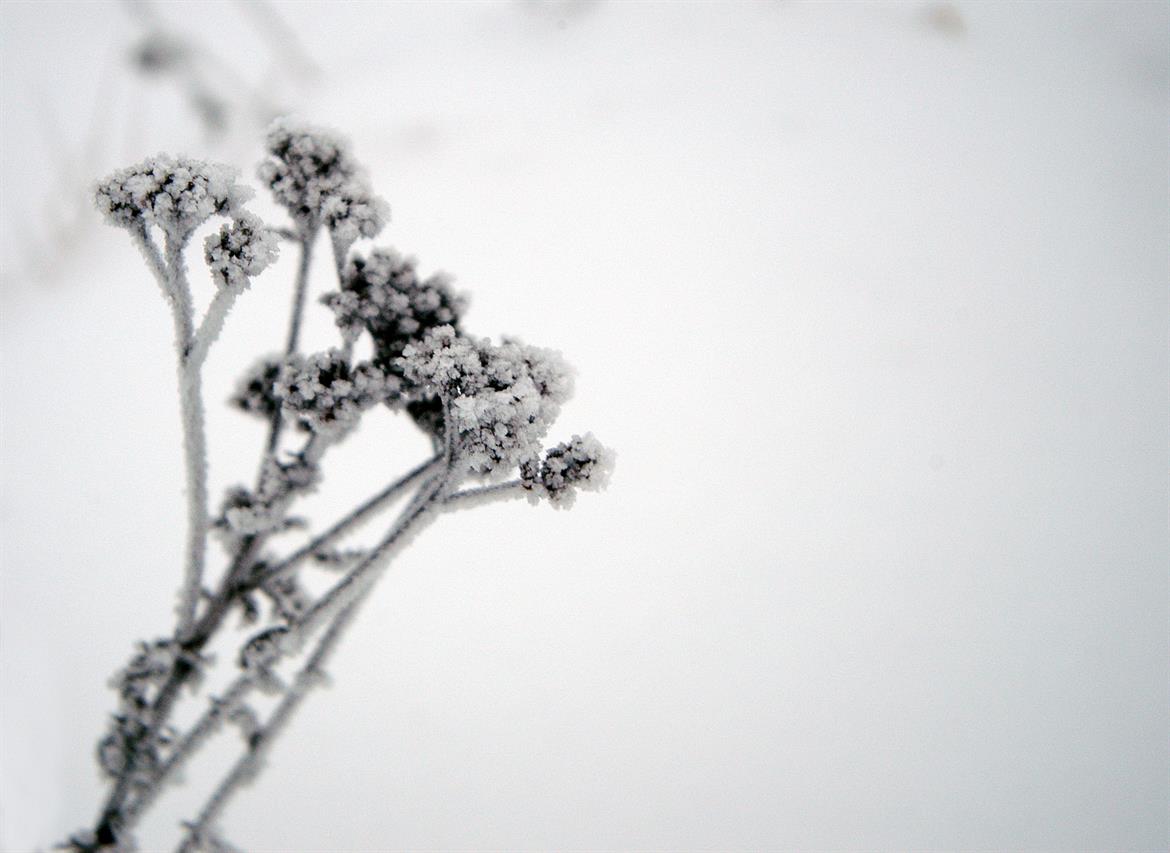 Växt med frost
