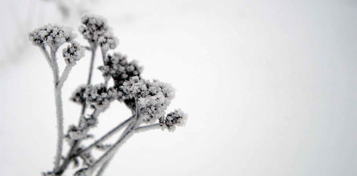 Växt med frost