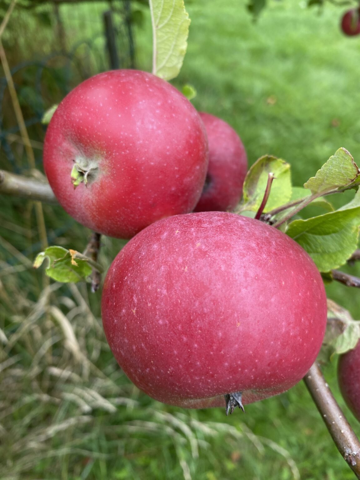 Podekurs eple