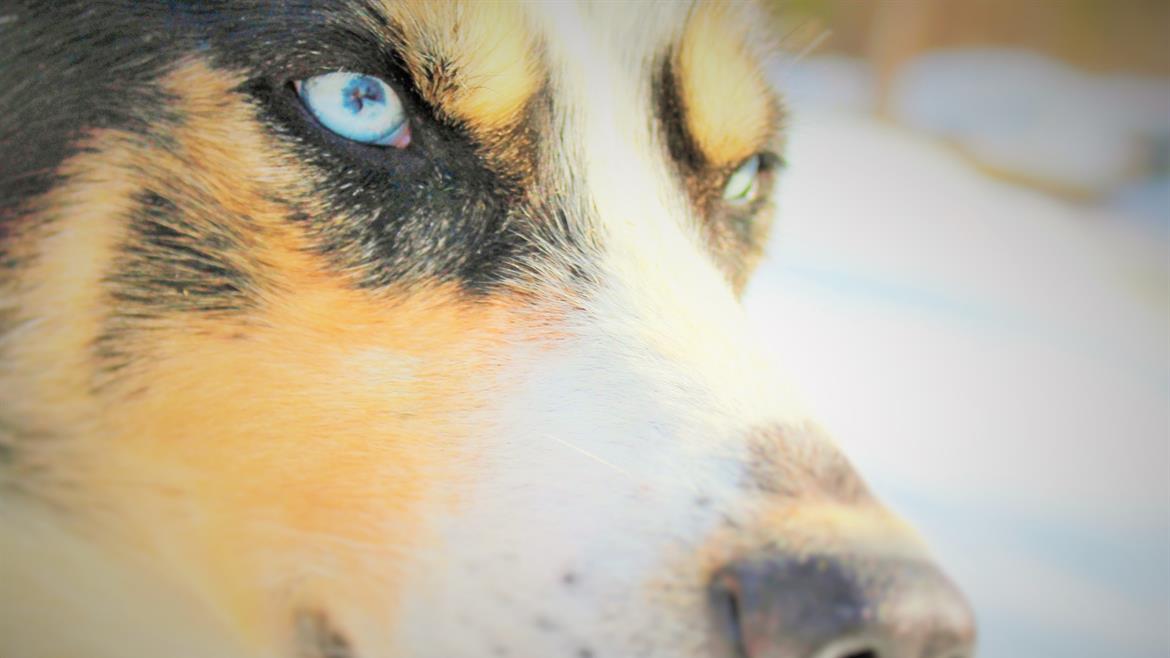 Husky Buffalo