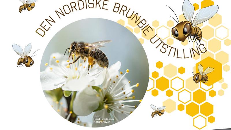 Åpning av ny utstilling: Den nordiske brunbie